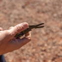 Multitool Gerber ArmBar Scout Onyx